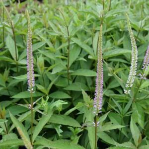 Veronicastrum virginicum 'Fascination' ---